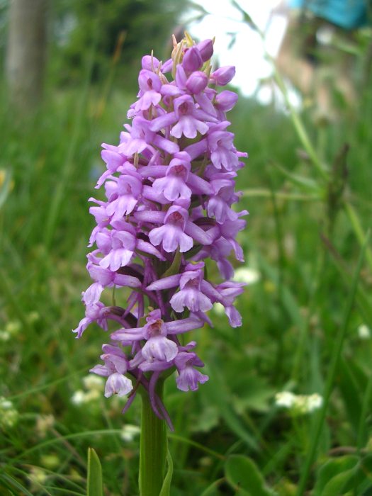 D. maculata,T. globosa, G. conopsea, N. rubra